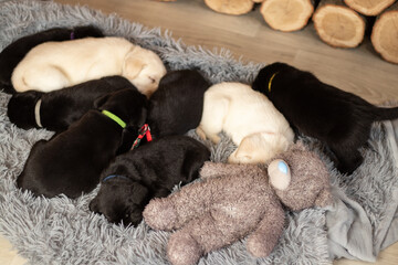 a lot of little labrador puppy sleeping on a gray carpet on the floor in the room