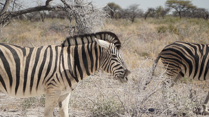 Fototapeta na wymiar Zebra herd seen during a safari in the dry bush of Etosha National Park, Namibia.