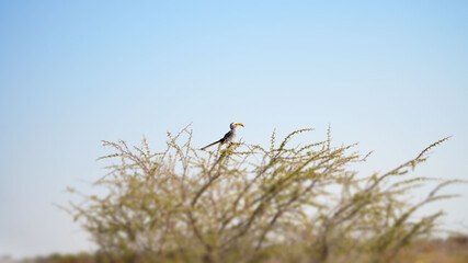 Bird seen during a safari in the dry bush of Etosha National Park, Namibia.