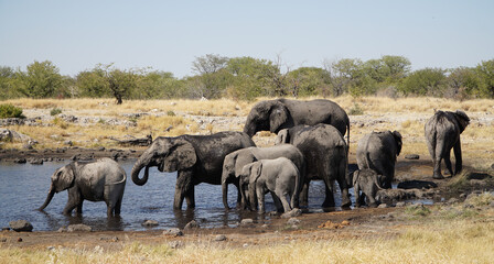 Elephant herd seen during a safari in the dry bush of Etosha National Park, Namibia.