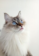 close up of a cat