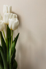 Bouquet of white fresh tulips, beautiful spring flowers, free space, women's holiday on March 8