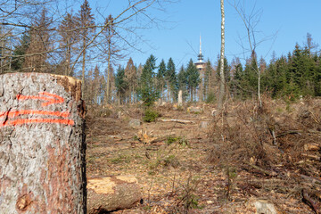 Borkenkäfer Schäden auf der Hohen Wurzel im Taunus, Hessen, Deutschland, 25.02.2021.