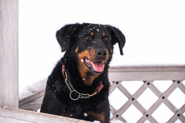 French shepherd sitting in a gazebo on the background of snowy nature in the park