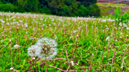 Diente de leon planicie el fuerte samaipata © alvaro