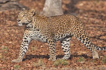 Beautiful Leopard at Kabini, Nagarhole National Park, Karnataka, India
