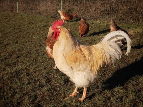 White free range rooster in green grass, close up portrait