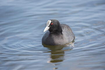 A Coot, Fulica, swimming on a loch