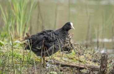 Coot on an island in the middle of a loch