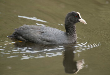 Coot swimming on a loch, close up