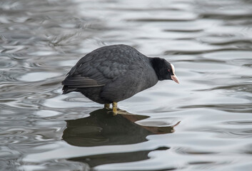 A Coot, Fulica, standing in a loch