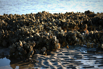 Oyster Bed at Morris Island Lighthouse in South Carolina 