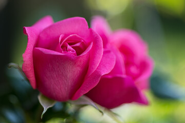 Close view of two beautiful pink roses about to unfold