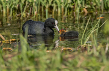 Coot feeding its baby on a loch, close up