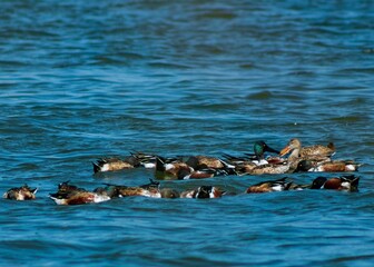 ducks on the water