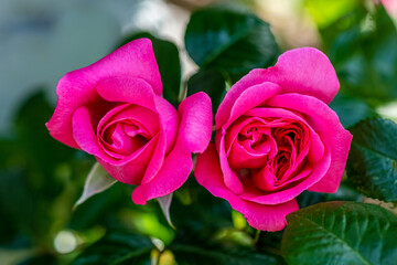 Detailed close up of two beautiful pink roses