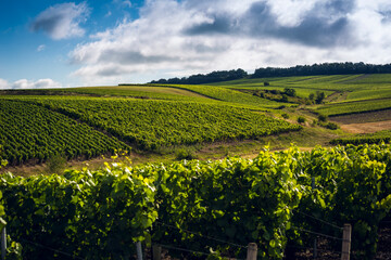 Fototapeta na wymiar Paysage viticole du chablisien, lieu dit Vaucoupin, Bourgogne