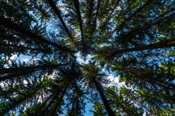 Fir tree canopy against a blue summer sky