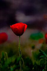 red poppy flower