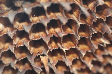 Leere Sonnenblumen Wabe