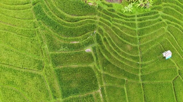 Aerial view of rice terraces with water, rice paddy fields on Bali island, Indonesia.	