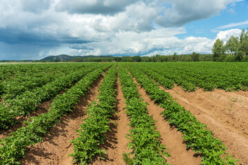 Fototapeta na wymiar Large potato field with blooming plants in summer sunlight