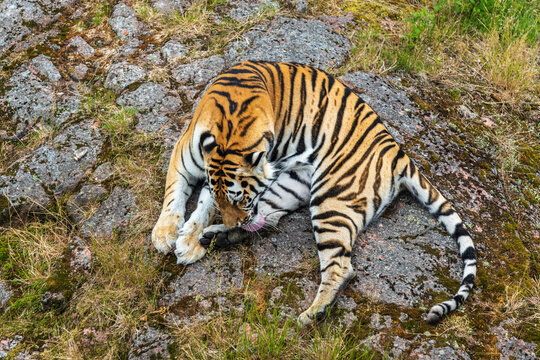 Large tiger lying down licking his paw