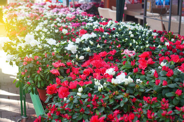Fototapeta na wymiar Azalea flowers sale. Large azalea varieties in the flower shop on the table.