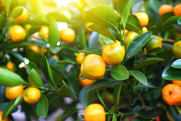 Citrus calamondine branch closeup. Exotic houseplant background.