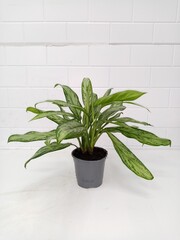 Aglaonema Green Plant