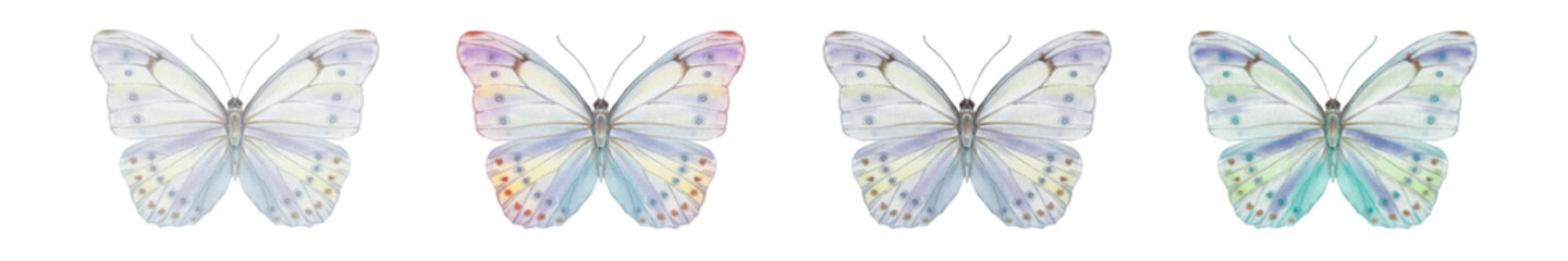 set of watercolor butterflies. four butterflies isolated on white background. graceful butterflies for invitation cards, print, design.