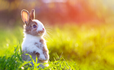 Cute little bunny in grass with ears up looking away