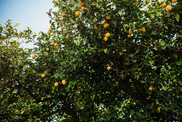 Lemons ready to be picked from the lemon tree
