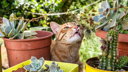 Bel Gatto arancione annusa i fiori nel Giardino