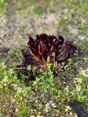 Radicchio Rosso di Treviso