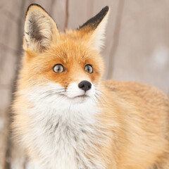 Red fox, vulpes vulpes, Fox in winter fur. Close up