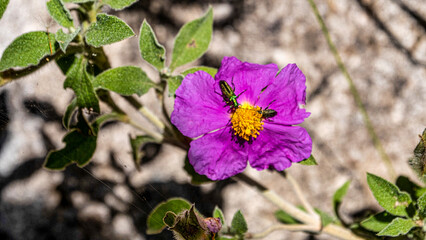 Fiore con insetti nella Macchia Mediterranea in Sardegna