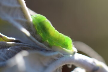 Raupe auf einem Blatt