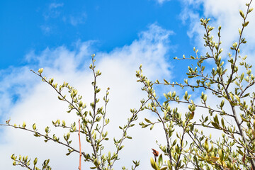 branches against blue sky