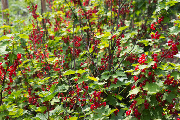 Blurred background. Abundant harvest, branches with red currant berries. Healthy summer berries, copy space