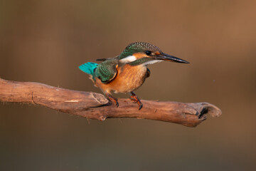 Common Kingfisher, Alcedo atthis, sitting on a branch