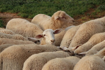 Corderos comiendo en una granja.