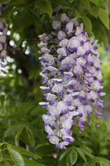 Blume lila weiß grüner Hintergrund