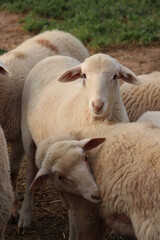 Dos ovejas en el campo. Una de ellas mirando a cámara.