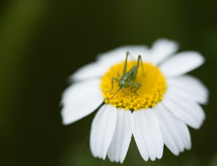 Obraz premium grasshopper up to Chamomile flower with macro shot