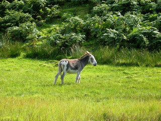 Fototapeta premium Cute gray donkey in a green field, fresh green pasture grass and lush green vegetation on the hill.