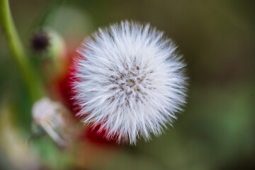 Dandelion white flower in nature background macro shot