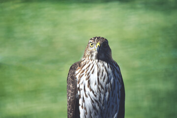 Portrait of a hawk perched, looking directly at camera. Brown and white feathers, yellow eyes and beak. Green grass in background.
