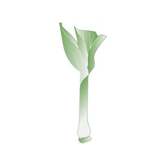 Leek in green color. Vegetarian, vegan, healthy food. Hand drawn. Gradient. Vector illustration. Isolated on white.