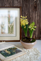 yellow hyacinth in the pot on the table